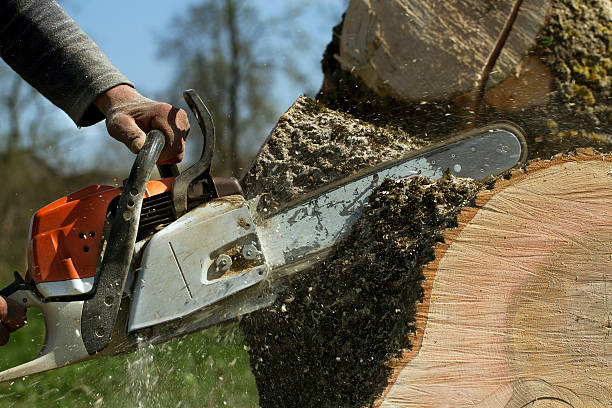 Best Tree Removal Near Me  in Savannah, MO